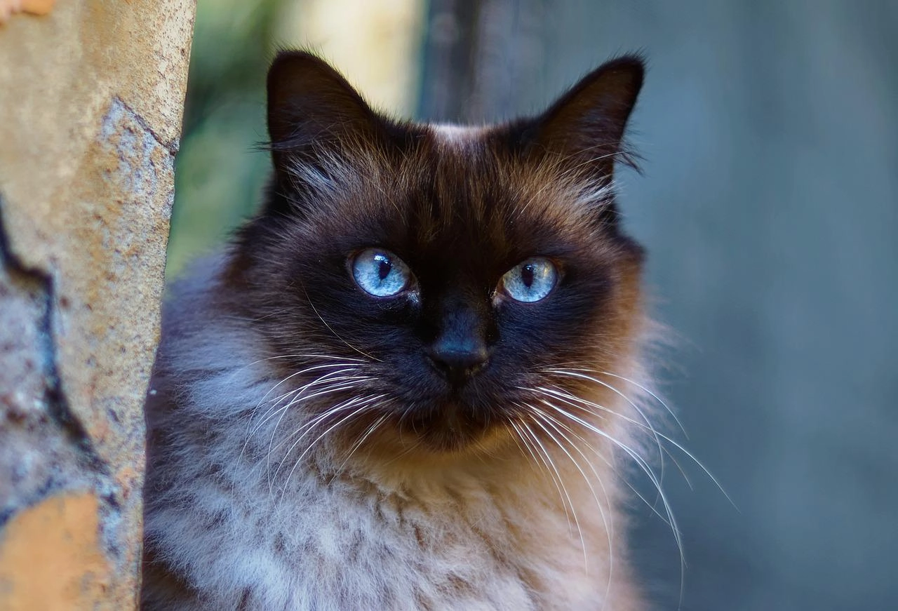 Mèo xiêm loài mèo hoàng gia có dáng vẻ huyền bí như một vị thần - 20
