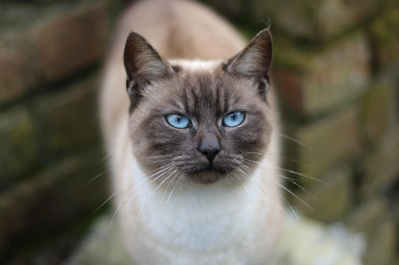 Mèo xiêm loài mèo hoàng gia có dáng vẻ huyền bí như một vị thần - 21