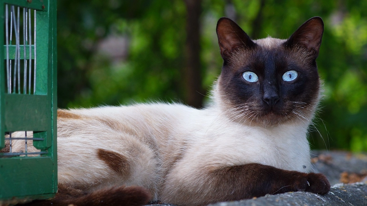 Mèo xiêm loài mèo hoàng gia có dáng vẻ huyền bí như một vị thần - 26