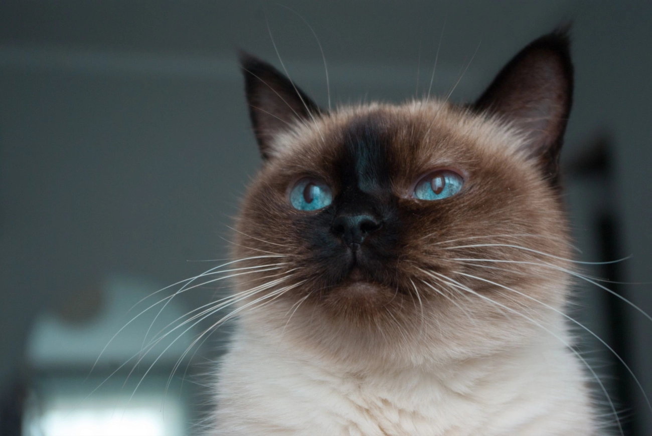 Mèo xiêm loài mèo hoàng gia có dáng vẻ huyền bí như một vị thần - 31