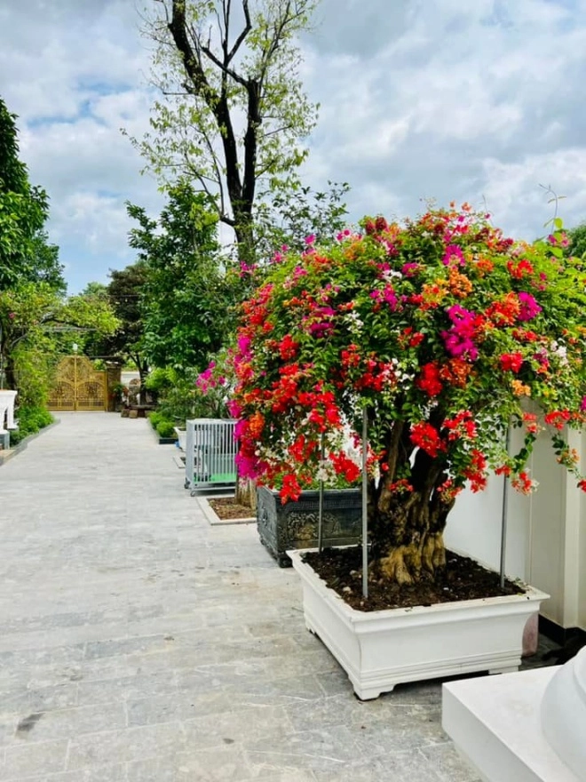 Nghệ sĩ quang tèo khoe vườn hoa trong biệt thự mới toàn cây to bự không kém nhà đại gia - 8