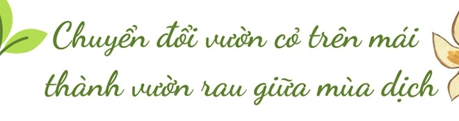 Nghỉ dịch mẹ đảm đà nẵng làm vườn rau xanh trên mái tuyệt đẹp cả nhà ăn mãi không hết - 3