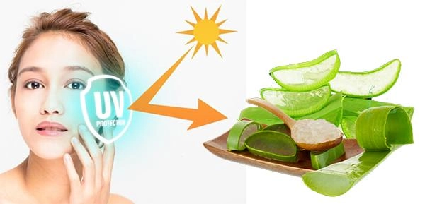 Nha đam có tác dụng gì với da mặt và làm đẹp - 5