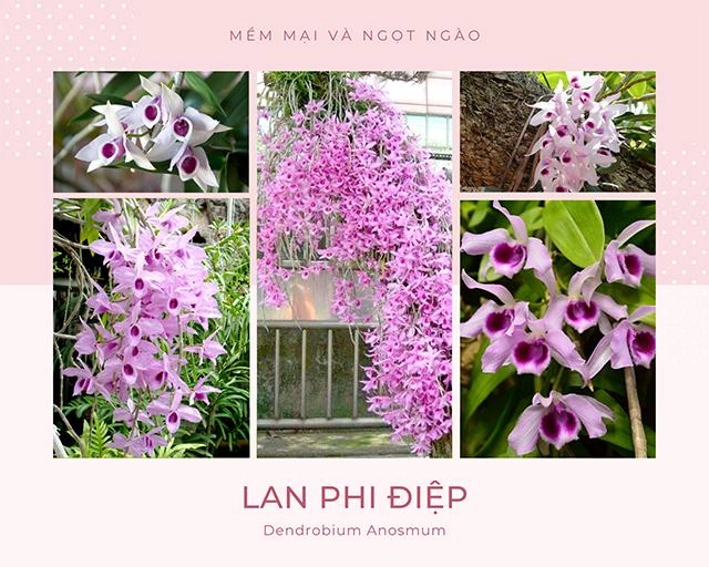 Nhận biết lan phi điệp và cách trồng cho hoa tuôn như suối - 1