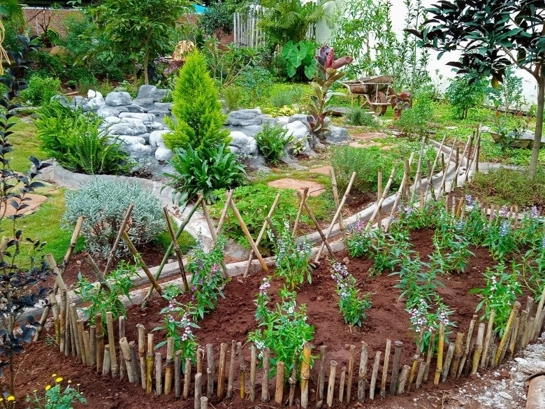 Nhổ tiêu trồng thảo mộc 8x pleiku được vườn đẹp như tranh góc nào cũng thơm nức mũi - 2