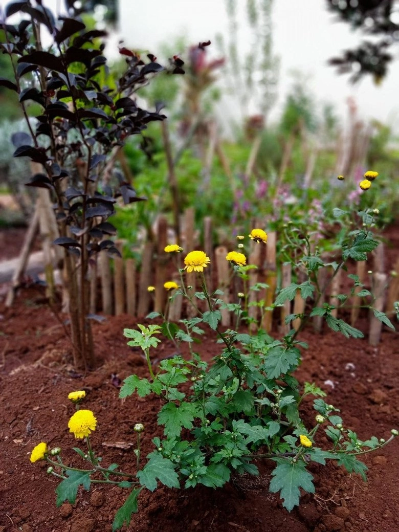 Nhổ tiêu trồng thảo mộc 8x pleiku được vườn đẹp như tranh góc nào cũng thơm nức mũi - 8