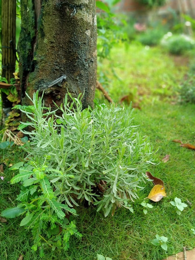 Nhổ tiêu trồng thảo mộc 8x pleiku được vườn đẹp như tranh góc nào cũng thơm nức mũi - 10