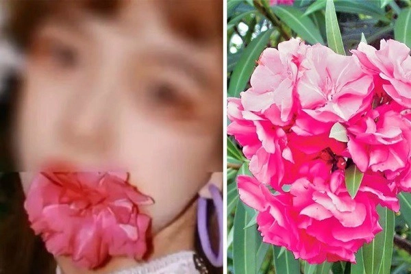 Nữ blogger suýt bỏ mạng vì ngậm hoa sống ảo những loài hoa có độc đẹp mấy cũng đừng chạm - 1