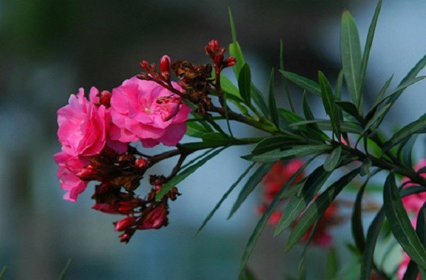 Nữ blogger suýt bỏ mạng vì ngậm hoa sống ảo những loài hoa có độc đẹp mấy cũng đừng chạm - 3