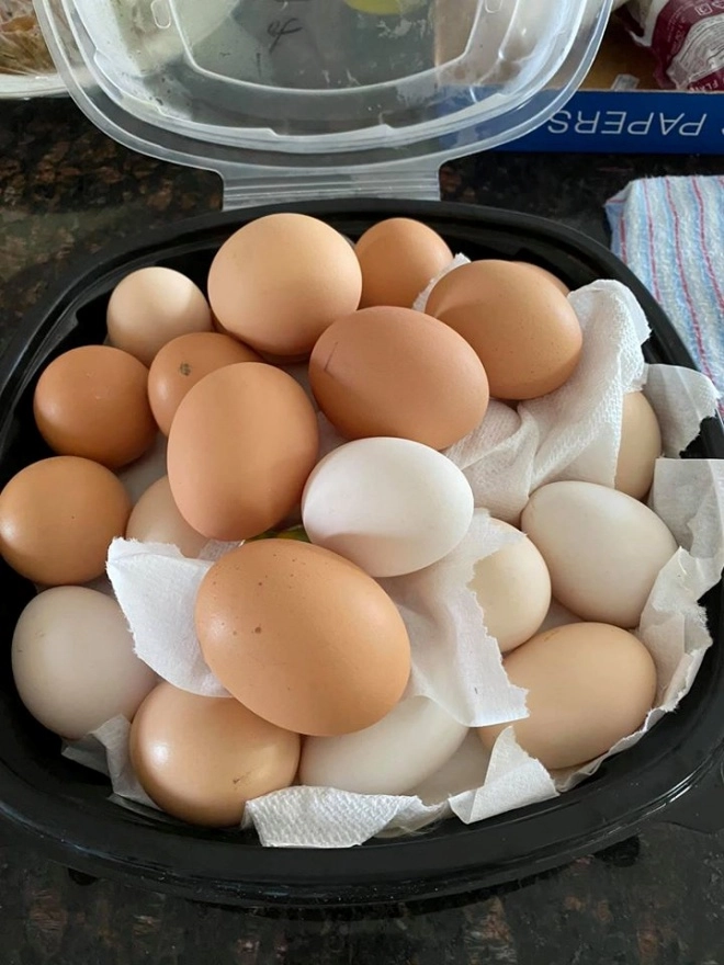 Sao việt chăn nuôi trong biệt thự tiền tỷ đàm vĩnh hưng nuôi gà hồng ngọc đủ trứng để ăn - 7