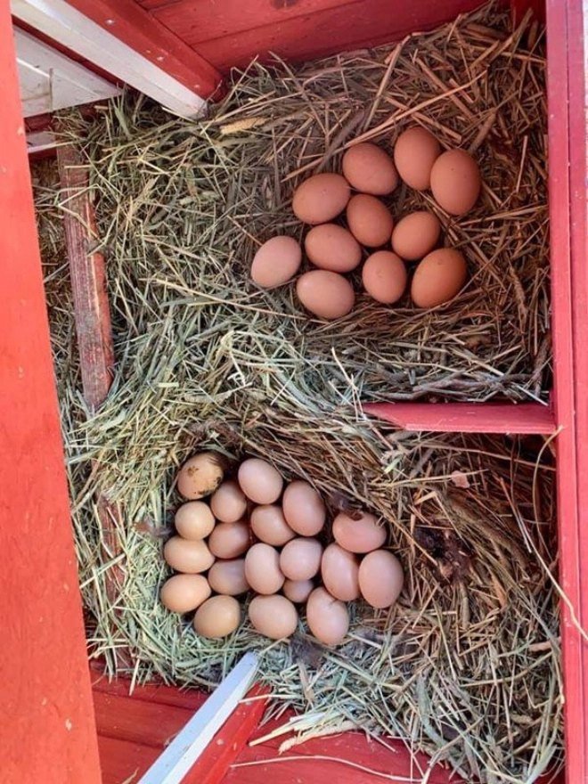 Sao việt chăn nuôi trong biệt thự tiền tỷ đàm vĩnh hưng nuôi gà hồng ngọc đủ trứng để ăn - 11