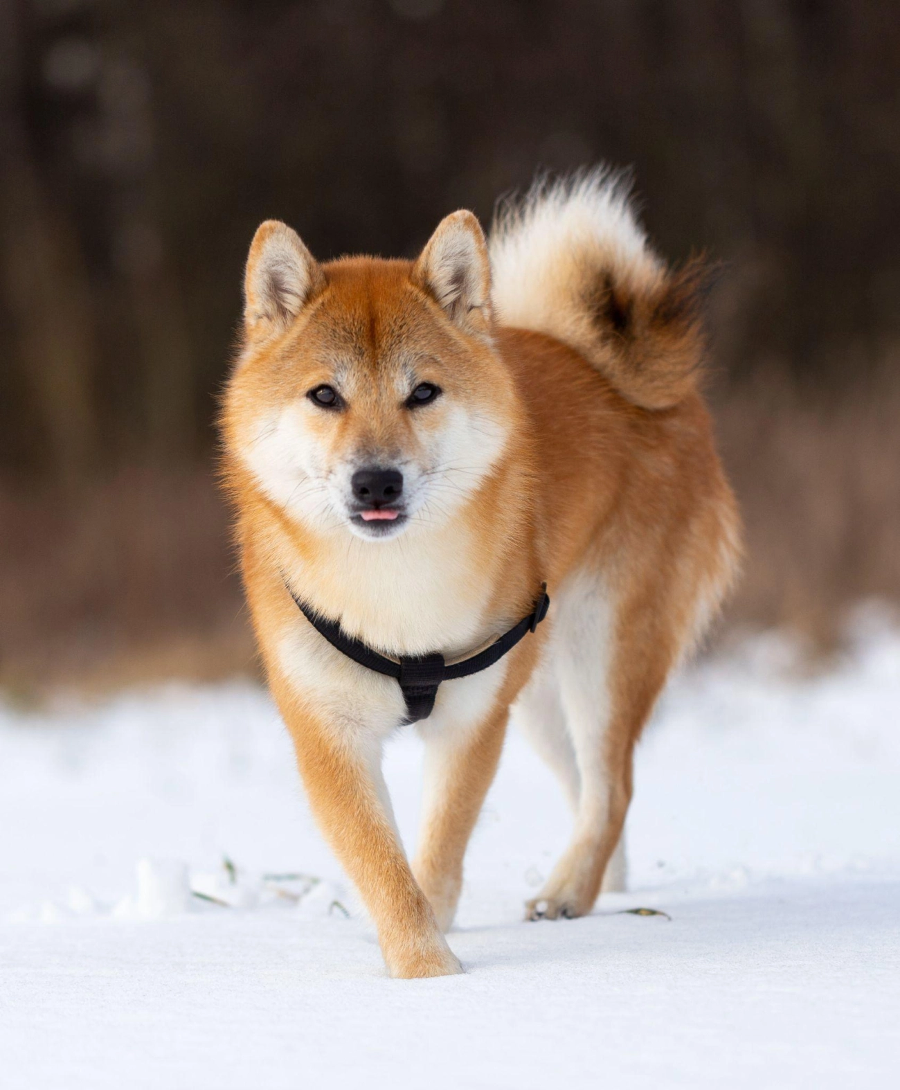 Shiba loài chó nổi tiếng vì khuôn mặt phúc hậu và hay cười - 2
