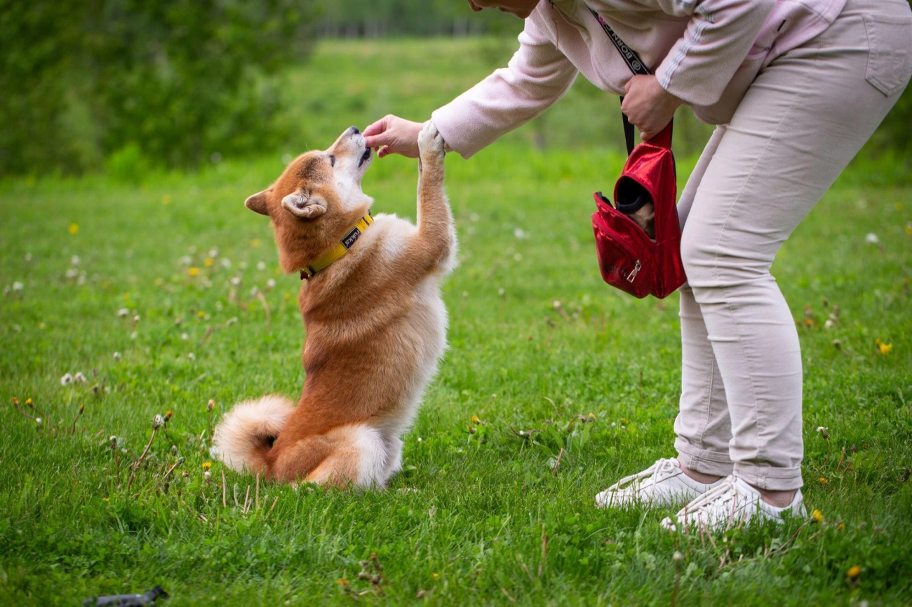 Shiba loài chó nổi tiếng vì khuôn mặt phúc hậu và hay cười - 4