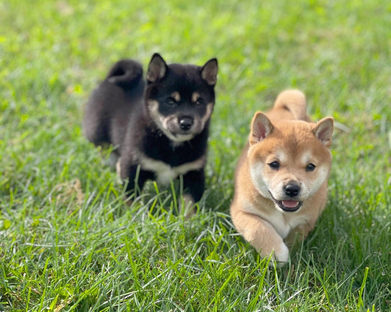 Shiba loài chó nổi tiếng vì khuôn mặt phúc hậu và hay cười - 6