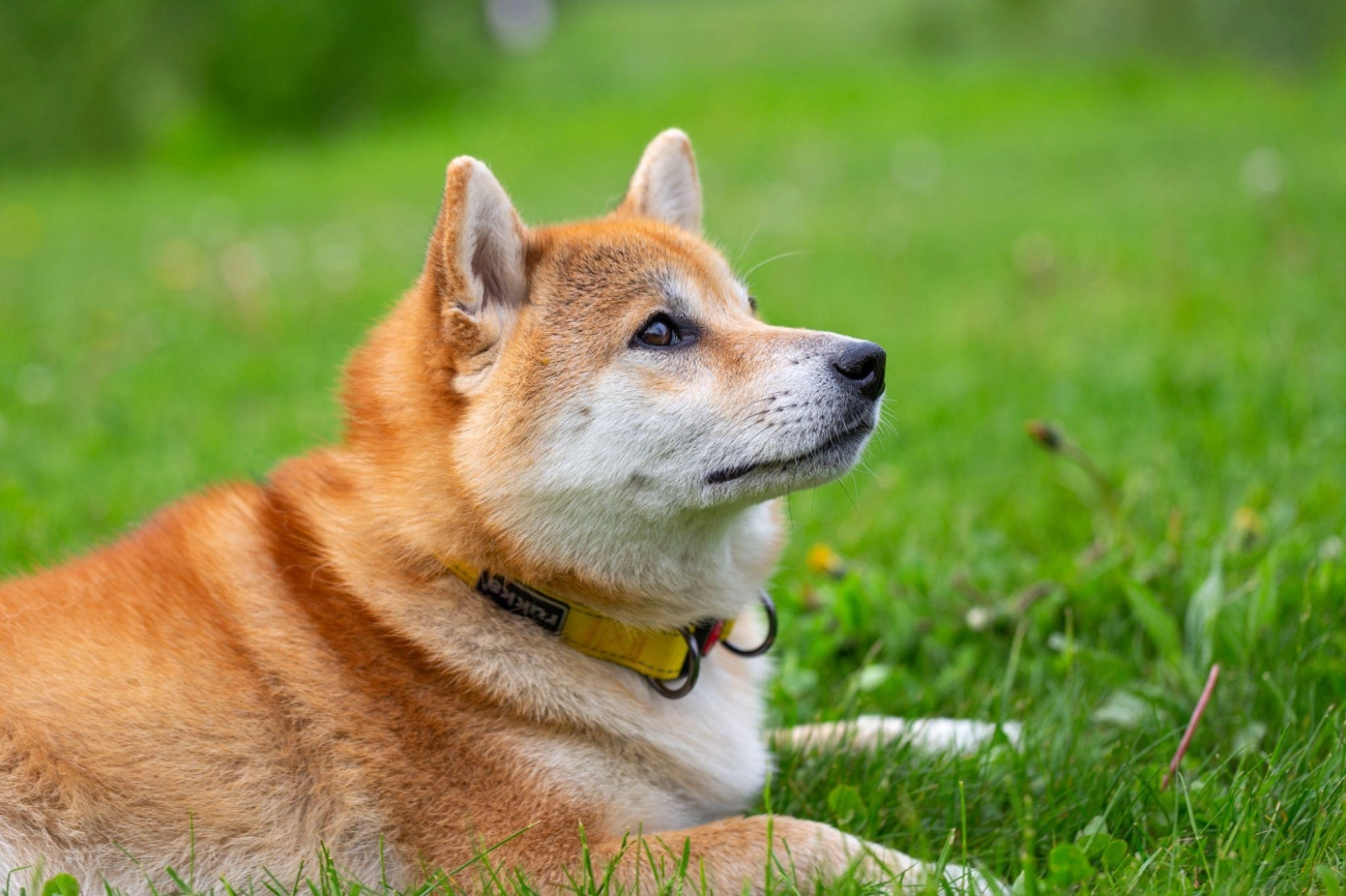 Shiba loài chó nổi tiếng vì khuôn mặt phúc hậu và hay cười - 9