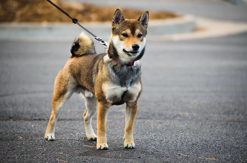 Shiba loài chó nổi tiếng vì khuôn mặt phúc hậu và hay cười - 10