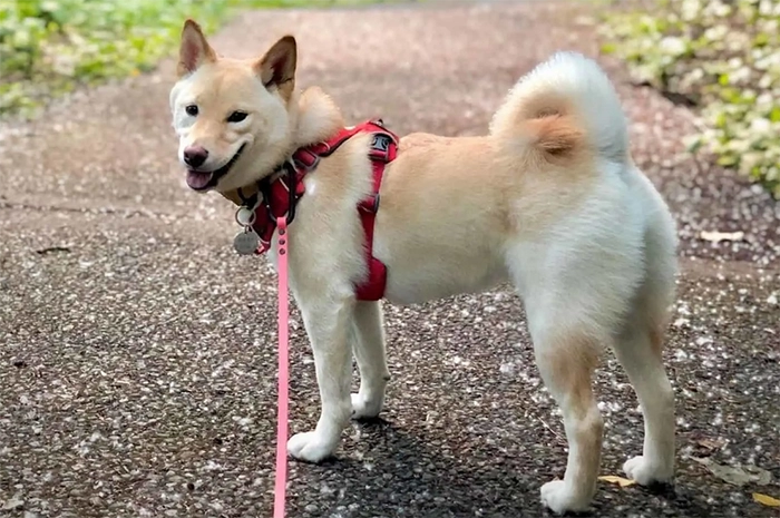 Shiba loài chó nổi tiếng vì khuôn mặt phúc hậu và hay cười - 12