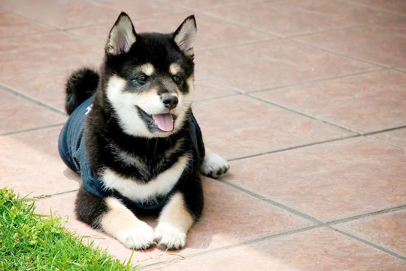 Shiba loài chó nổi tiếng vì khuôn mặt phúc hậu và hay cười - 15