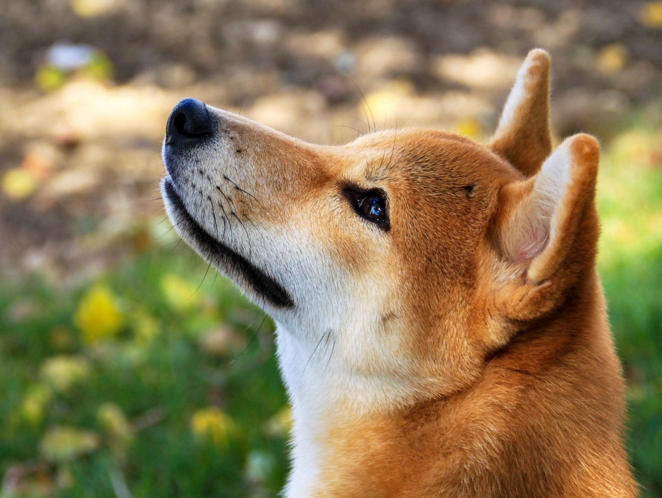 Shiba loài chó nổi tiếng vì khuôn mặt phúc hậu và hay cười - 19