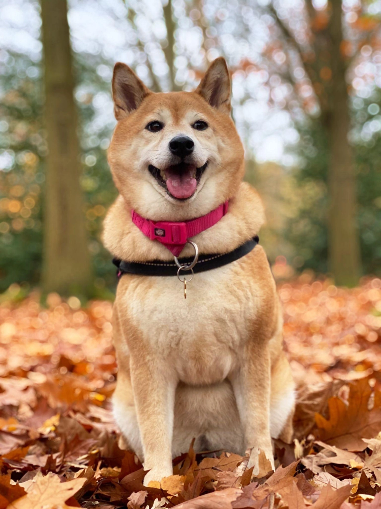 Shiba loài chó nổi tiếng vì khuôn mặt phúc hậu và hay cười - 20