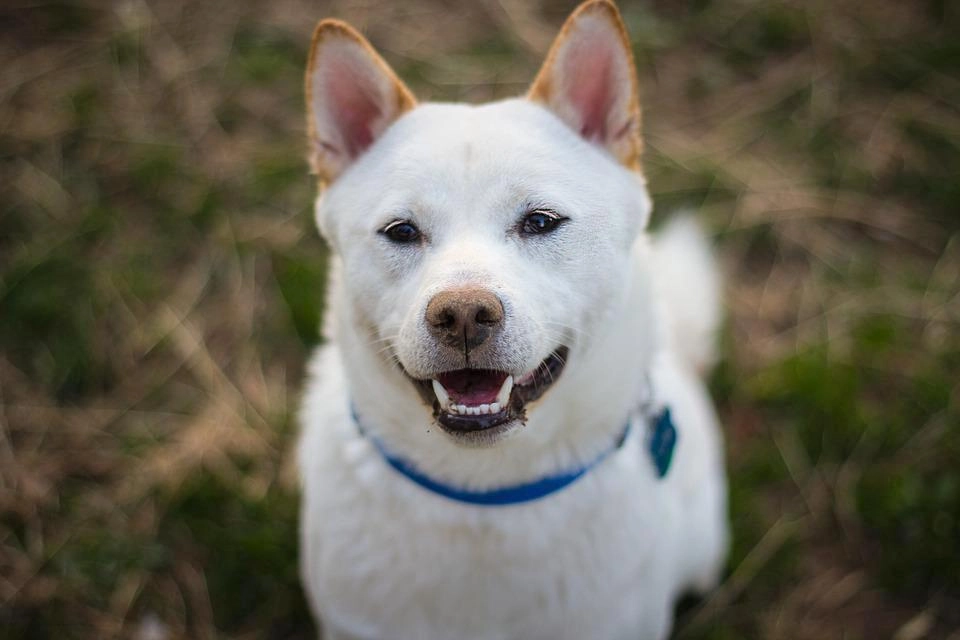 Shiba loài chó nổi tiếng vì khuôn mặt phúc hậu và hay cười - 22