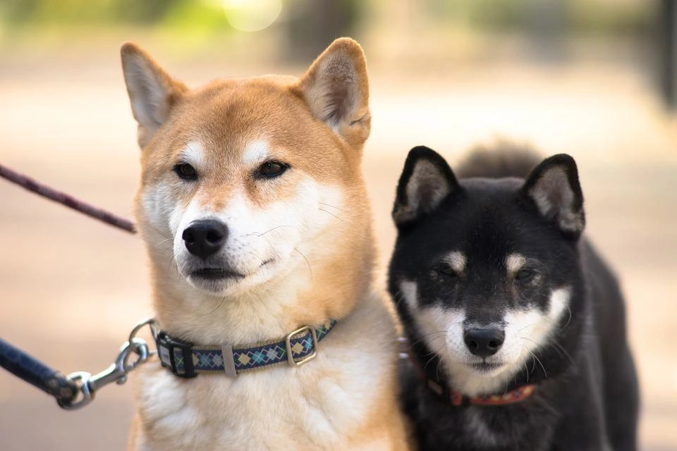 Shiba loài chó nổi tiếng vì khuôn mặt phúc hậu và hay cười - 23