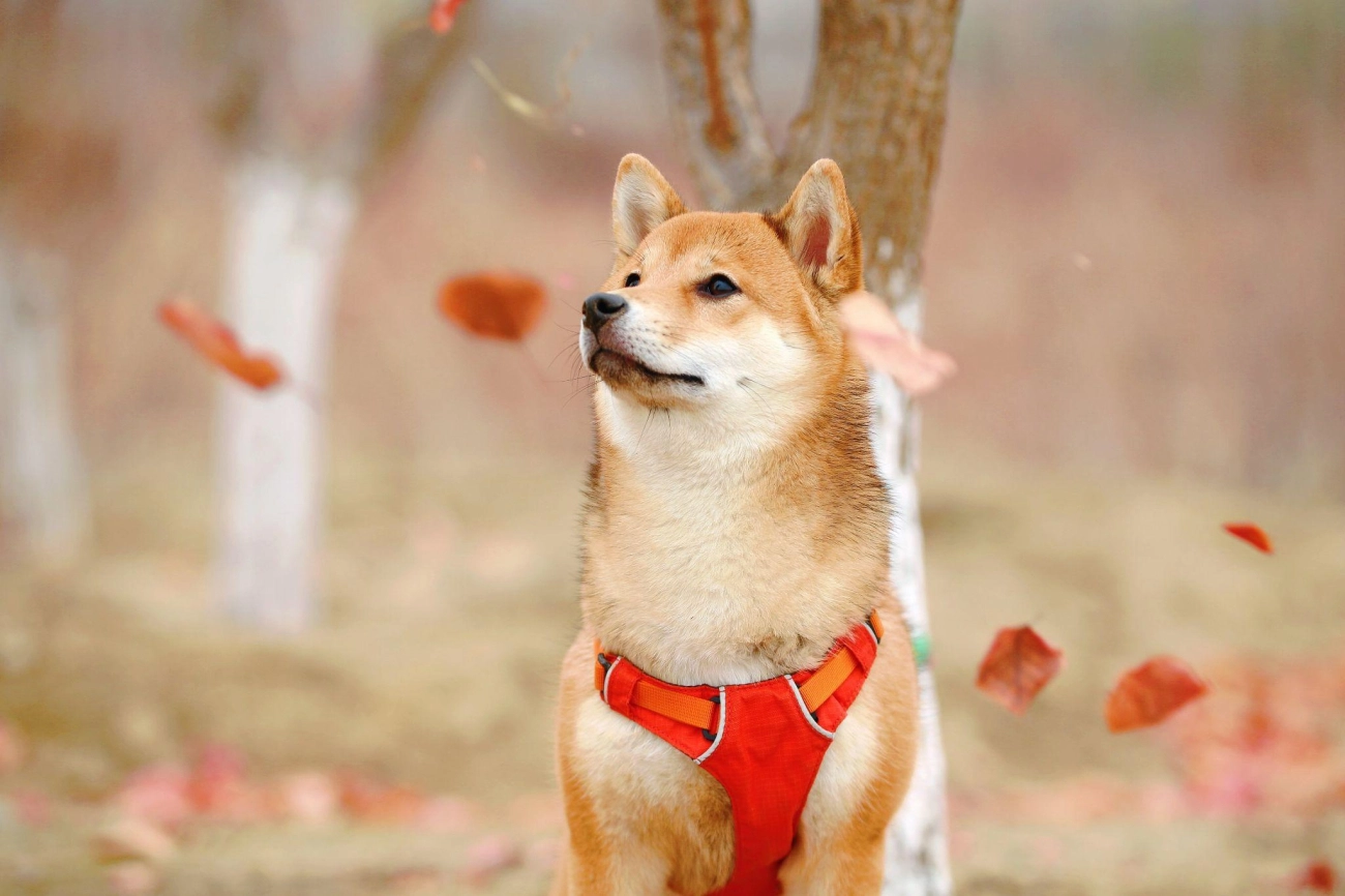 Shiba loài chó nổi tiếng vì khuôn mặt phúc hậu và hay cười - 29