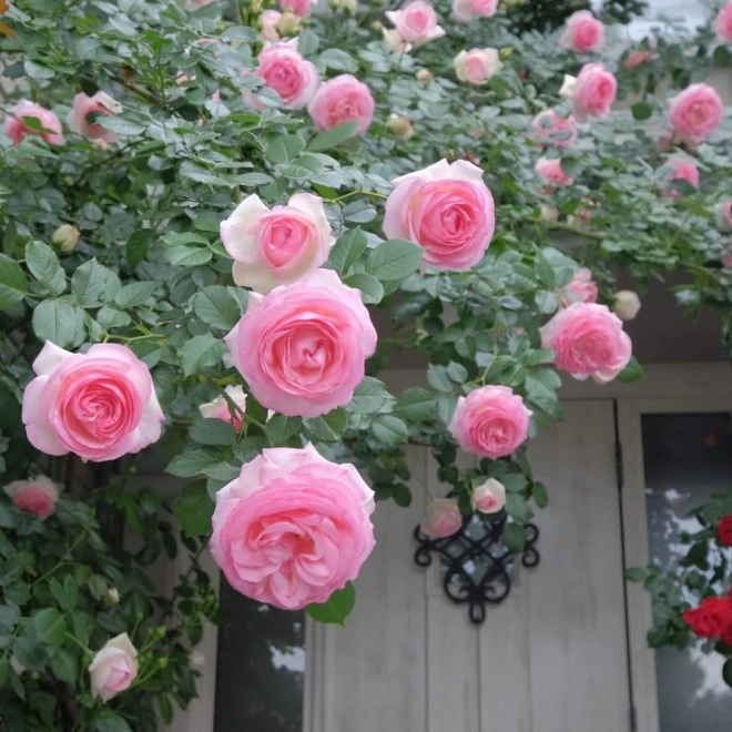 Sử dụng nó để trồng và bảo vệ hoa hồng cành khỏe lá xanh tốt hoa tuôn không ngừng - 1