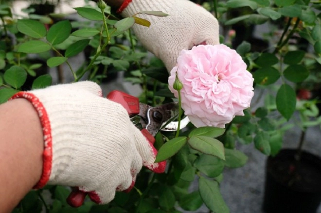 Sử dụng nó để trồng và bảo vệ hoa hồng cành khỏe lá xanh tốt hoa tuôn không ngừng - 3