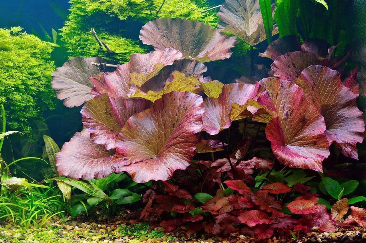 Top 30 các loại cây thủy sinh được ưa chuộng nhất - 6