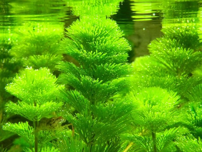 Top 30 các loại cây thủy sinh được ưa chuộng nhất - 9