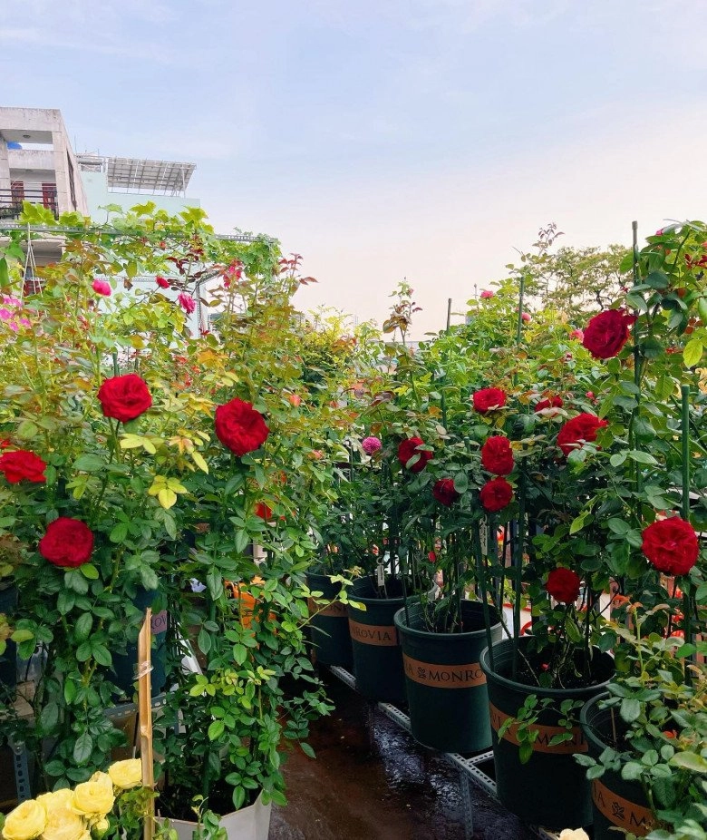 Trai đẹp sài gòn trồng hồng ngoại trên sân thượng được khu vườn ngát hương hoa cắm không xuể - 1