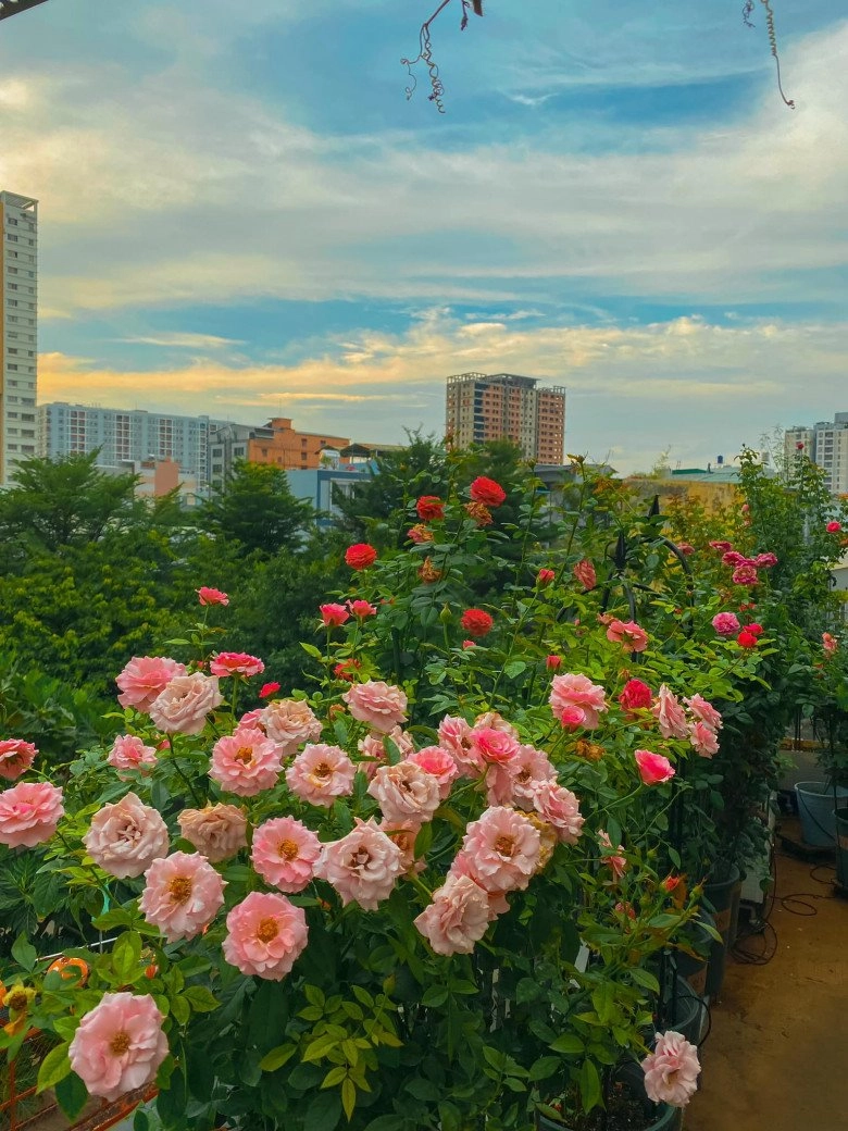Trai đẹp sài gòn trồng hồng ngoại trên sân thượng được khu vườn ngát hương hoa cắm không xuể - 4