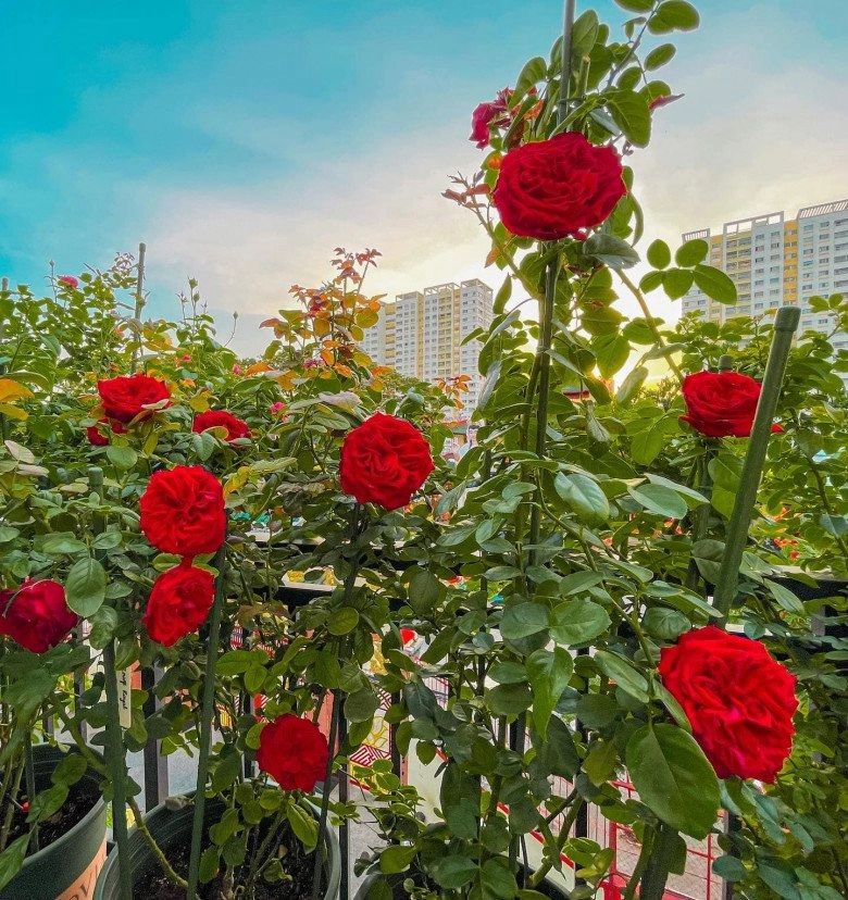 Trai đẹp sài gòn trồng hồng ngoại trên sân thượng được khu vườn ngát hương hoa cắm không xuể - 5