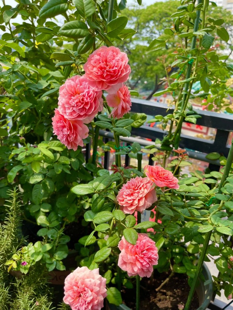 Trai đẹp sài gòn trồng hồng ngoại trên sân thượng được khu vườn ngát hương hoa cắm không xuể - 6