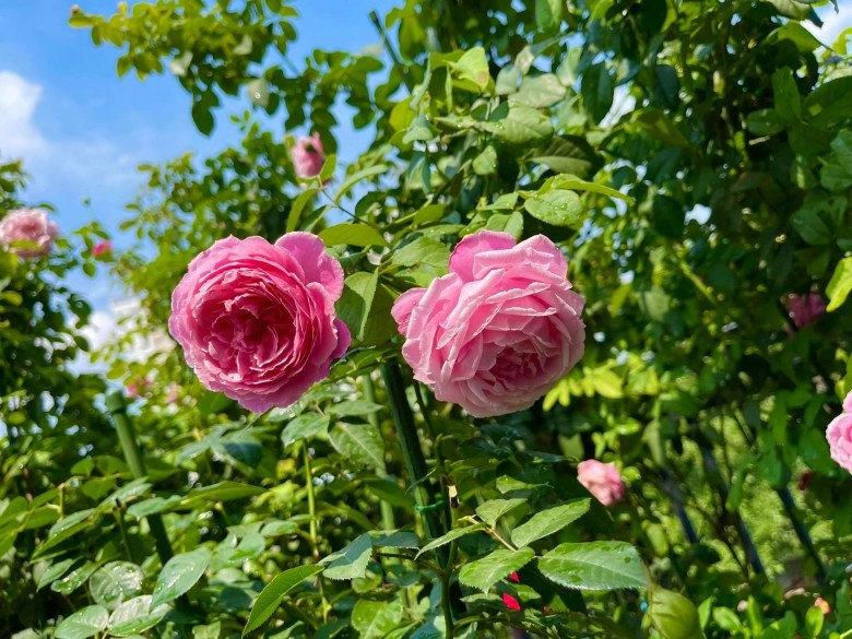Trai đẹp sài gòn trồng hồng ngoại trên sân thượng được khu vườn ngát hương hoa cắm không xuể - 7