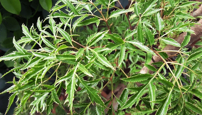 Trẻ bị sốt siêu vi có lây không - 4