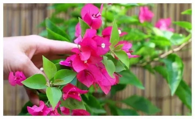 Trồng hoa giấy ở nhà xịt 1 loại nước này thường xuyên nụ hoa lớn nhanh hoa nhiều hơn lá - 3