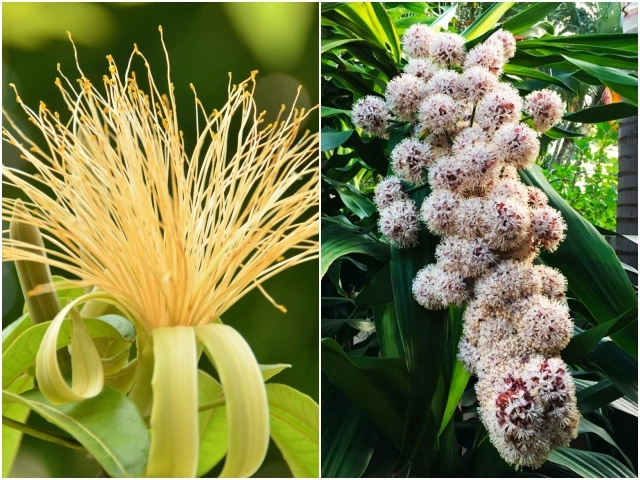 4 loại hoa thơm nức mũi trồng trên ban công mùi thơm nồng nàn như xịt nước hoa - 6