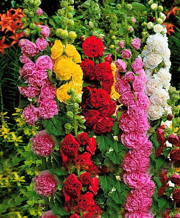 Trồng hoa mãn đình hồng vừa có sân vườn rực rỡ vừa có cây thuốc quý trong nhà - 1