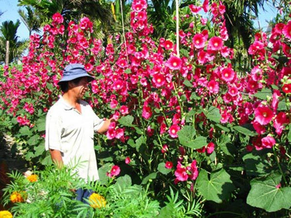 Trồng hoa mãn đình hồng vừa có sân vườn rực rỡ vừa có cây thuốc quý trong nhà - 3