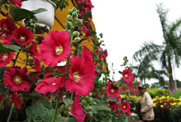 Trồng hoa mãn đình hồng vừa có sân vườn rực rỡ vừa có cây thuốc quý trong nhà - 7