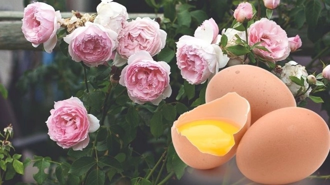 Trứng gà là siêu thực phẩm của hoa hồng bón 1 chút vào gốc hoa sẽ tuôn thành thảm - 1