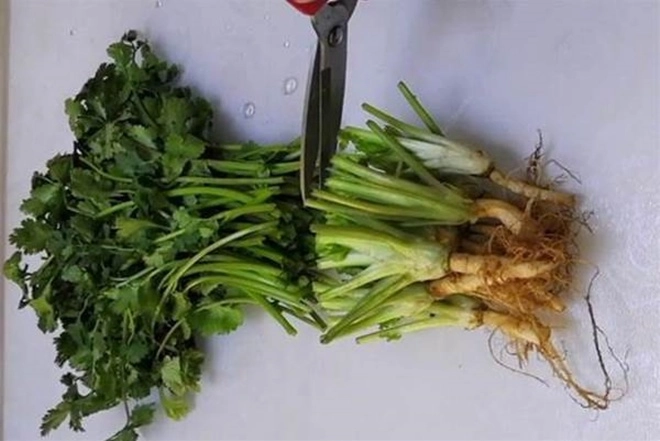 Tự tay trồng rau mùi có thể hái trong 10 ngày chăm một vụ có thể ăn trong nửa năm - 2