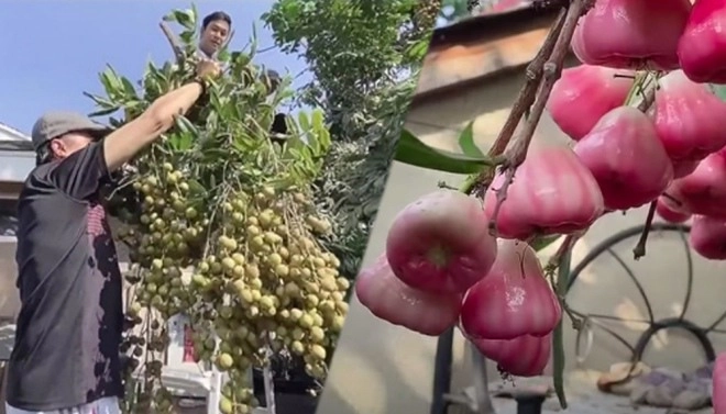 Về già sống an nhàn ở nước ngoài nghệ sĩ chế linh hương lan trồng rau quả cây lúc lỉu quả - 9