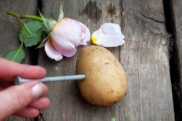 Vỏ khoai tây chứa nhiều vitamin bỏ 1 nắm vào gốc cây tác dụng tốt hơn phân bón - 3