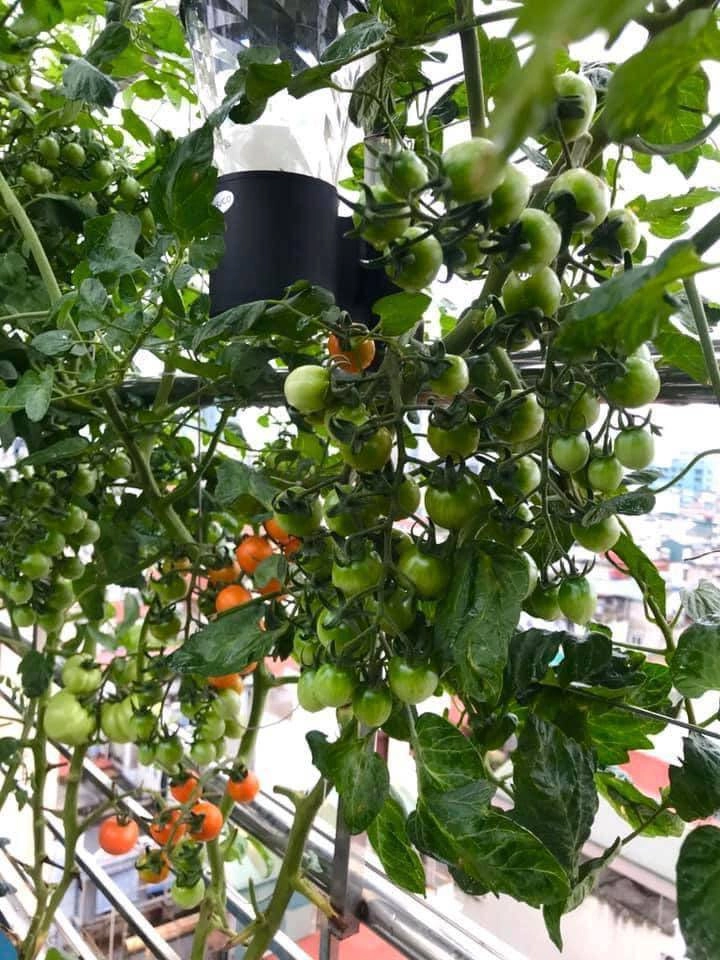 Vườn cây trái trĩu quả trên ban công chung cư nhà phố khiến nhiều người xuýt xoa - 4