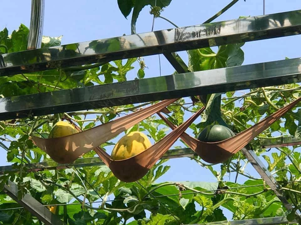 Vườn cây trái trĩu quả trên ban công chung cư nhà phố khiến nhiều người xuýt xoa - 16