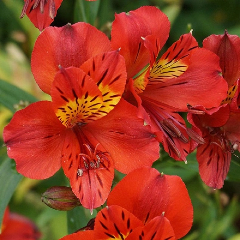 Ý nghĩa các màu hoa thủy tiên và cách trồng giúp hoa nở đẹp rực rỡ - 2