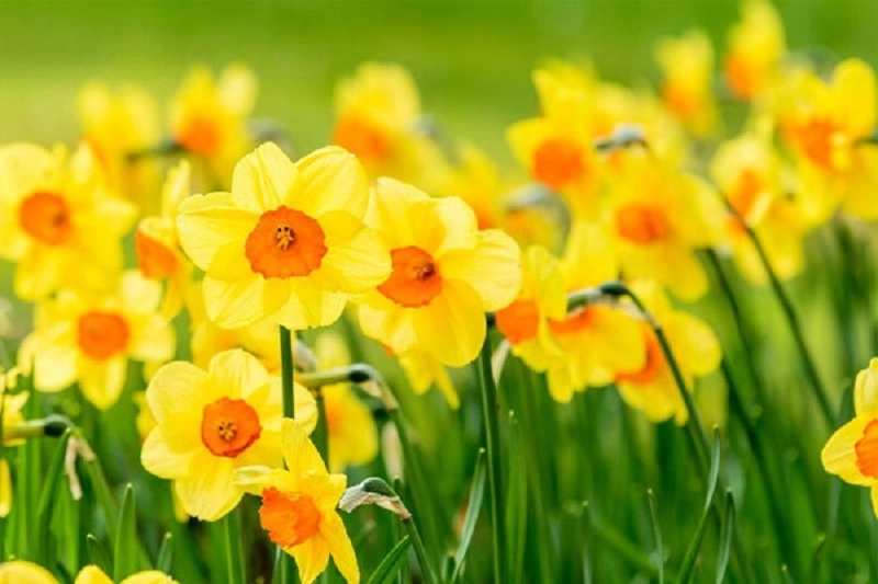 Ý nghĩa các màu hoa thủy tiên và cách trồng giúp hoa nở đẹp rực rỡ - 3